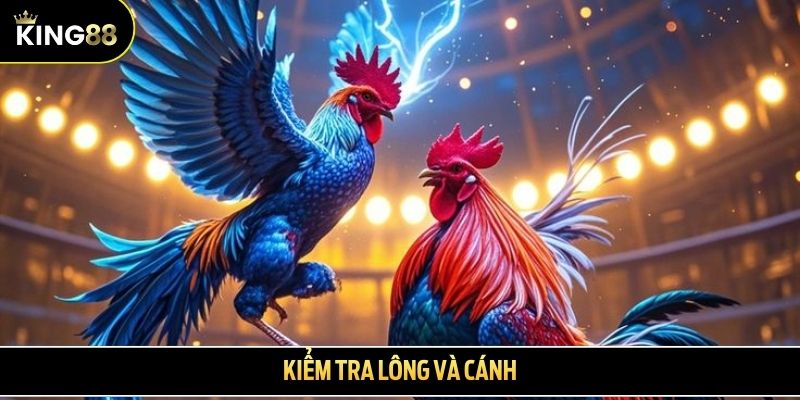 Kiểm tra lông và cánh