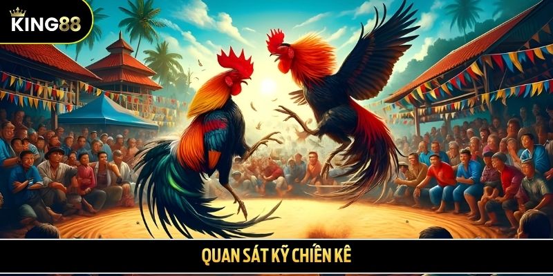 Quan sát kỹ chiến kê