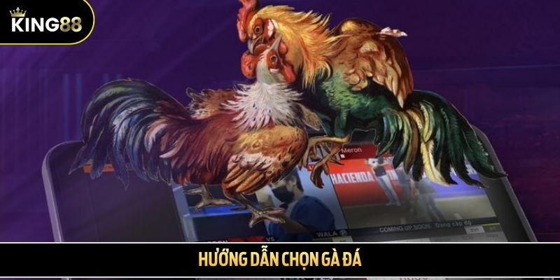 Hướng dẫn chọn gà đá