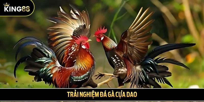 Trải nghiệm đá gà cựa dao