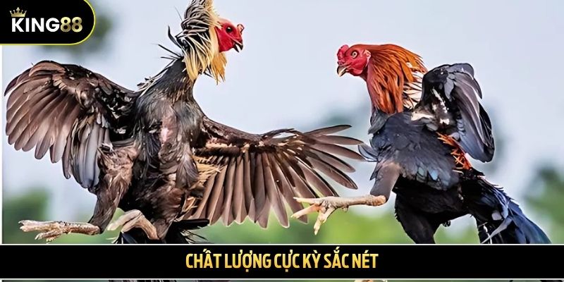 Chất lượng cực kỳ sắc nét