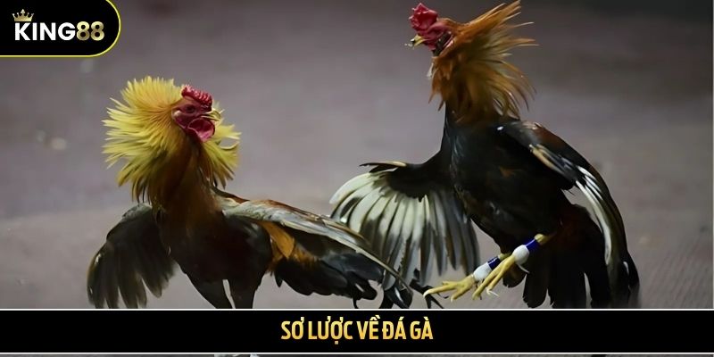 Sơ lược về đá gà