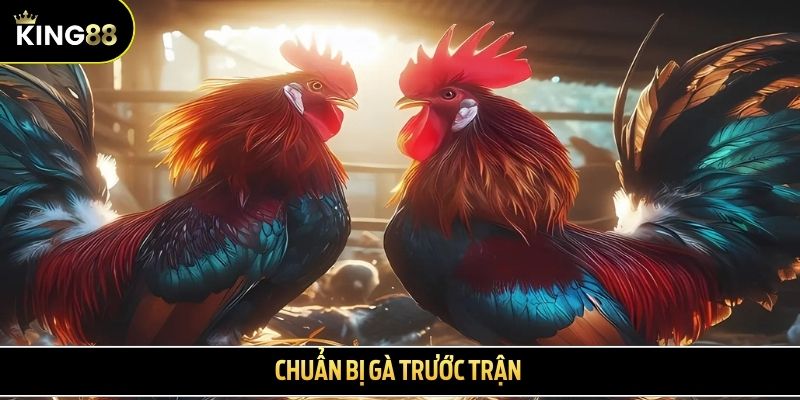 Chuẩn bị gà trước trận 